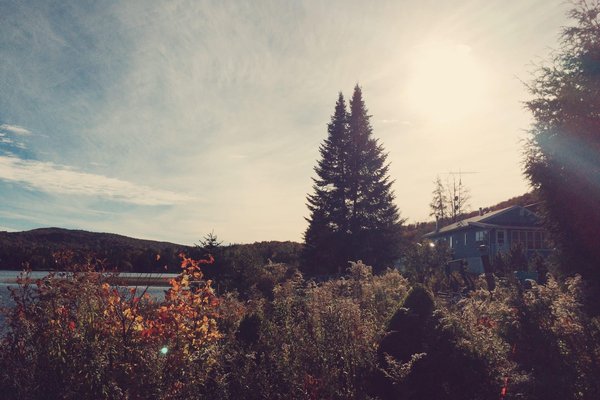 les plantes vivaces à floraison automnale pour prolonger la beauté de votre jardin