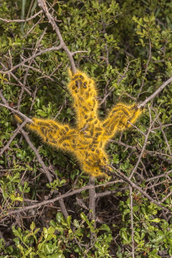 Pourquoi faire appel aux professionnels pour lutter contre les chenilles processionnaires ?