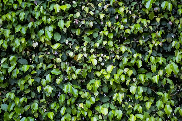 Quels sont les points forts des murs végétaux artificiels ?