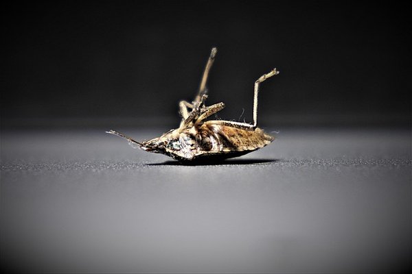 Les solutions incontournables d'un spécialiste punaise de lit